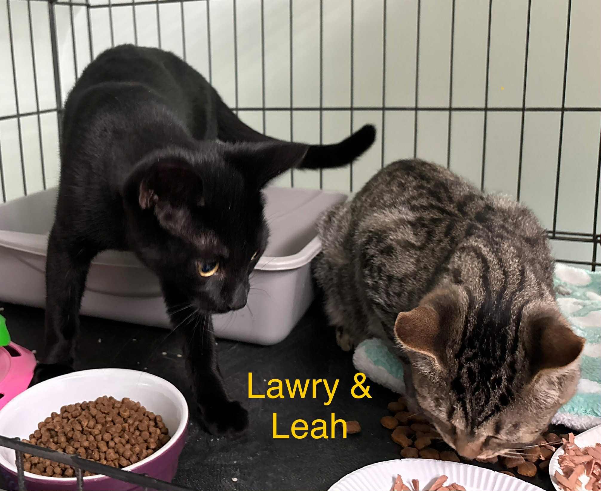 Leah bonded with Lawry, a Adoptable Domestic Short Hair in Ellicott City, MD image 2/3