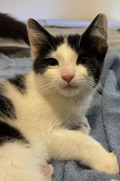 Espresso, Adoptable, Young Male Domestic Short Hair & Domestic Short Hair.