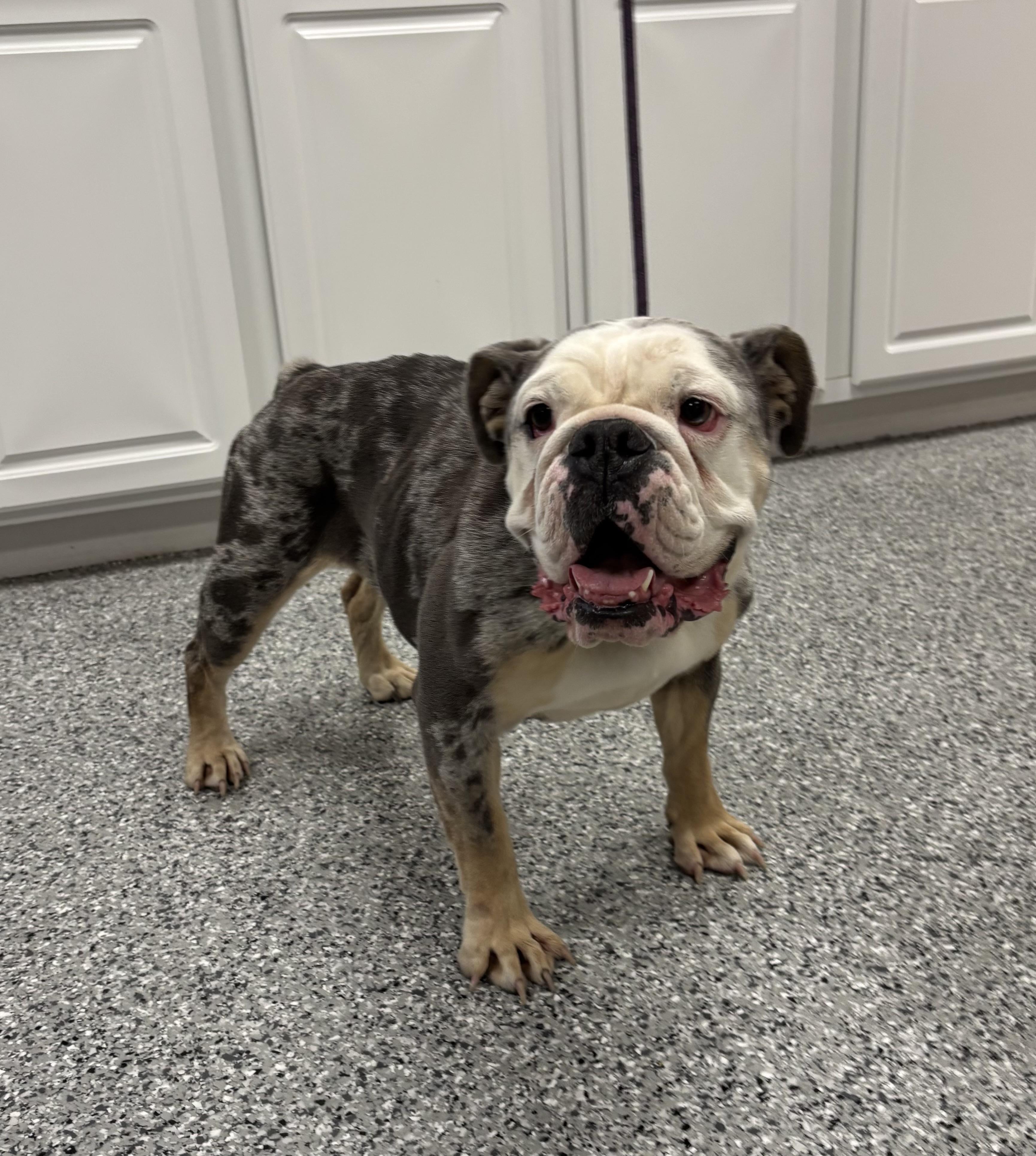 Pebbles, an adoptable English Bulldog in Torrington, WY, 82240 | Photo Image 3