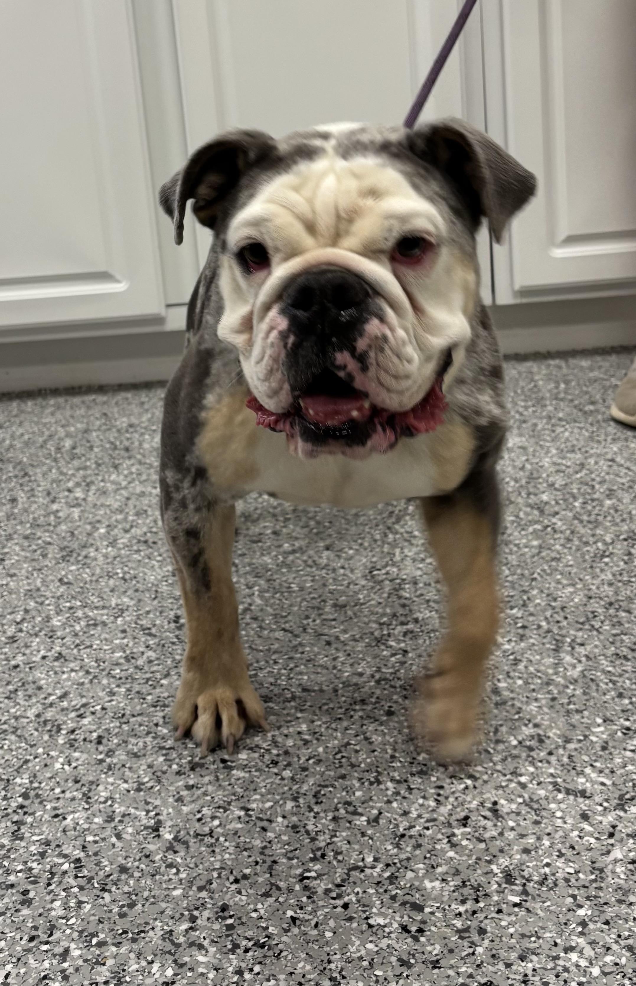 Pebbles, an adoptable English Bulldog in Torrington, WY, 82240 | Photo Image 2