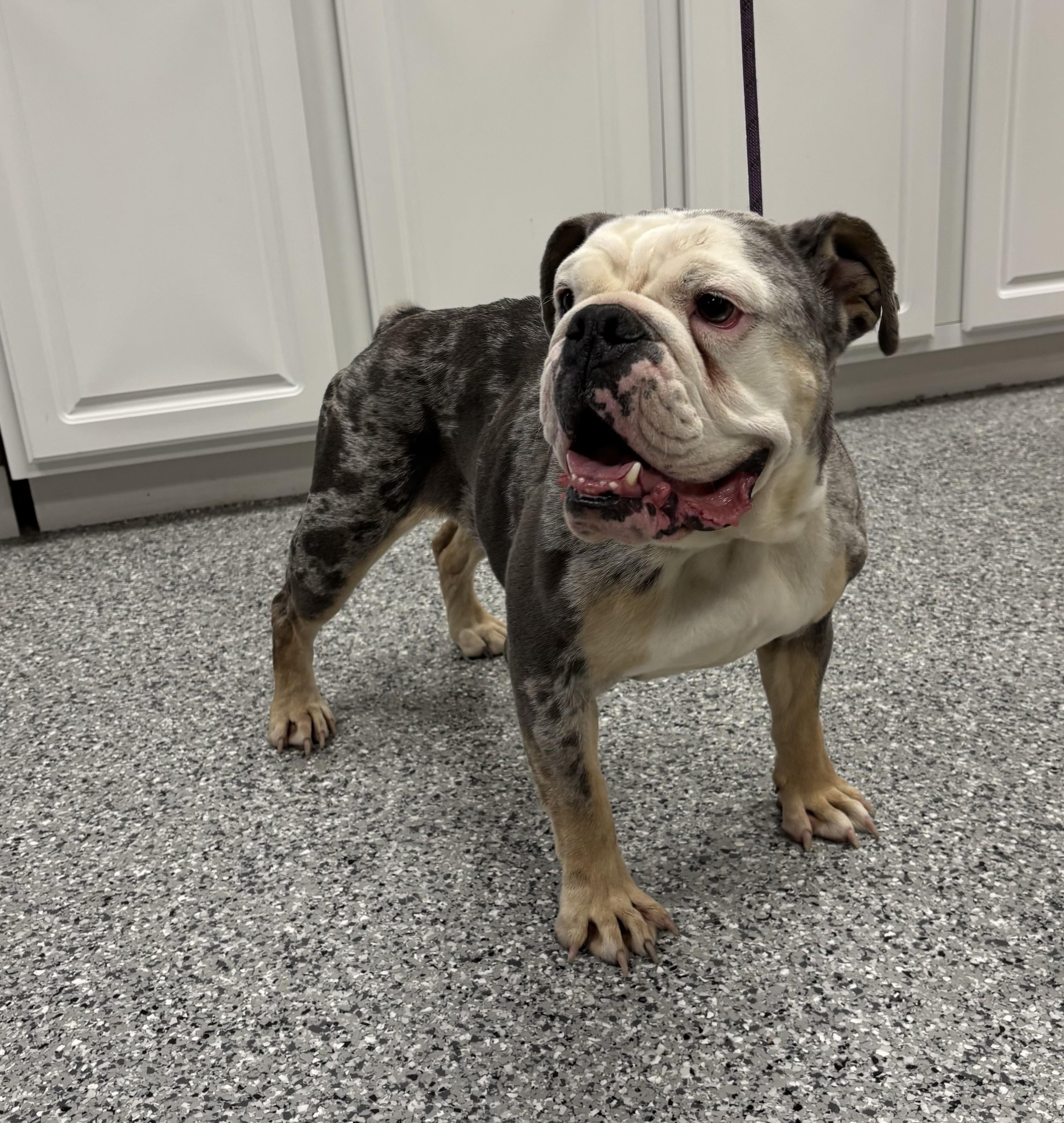 Pebbles, an adoptable English Bulldog in Torrington, WY, 82240 | Photo Image 4