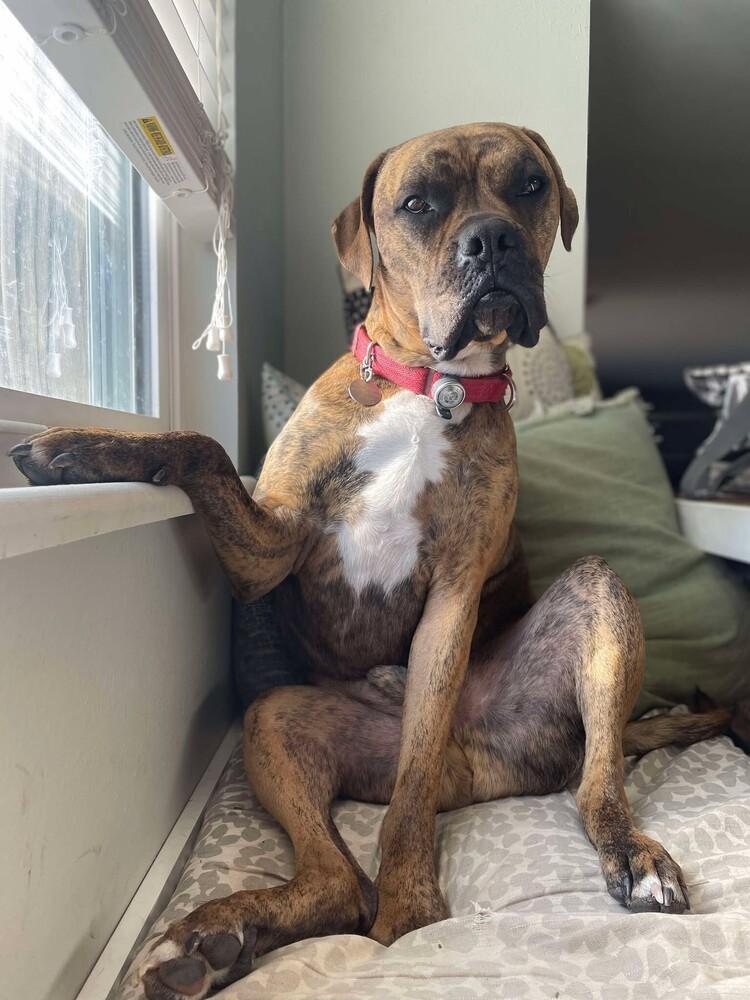 Stetson, a Adoptable mixed breed in Denver, CO image 1/6