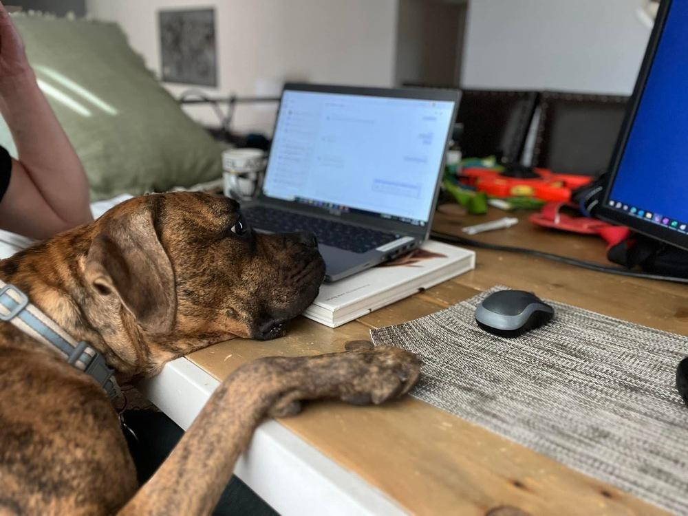 Stetson, a Adoptable mixed breed in Denver, CO image 3/6