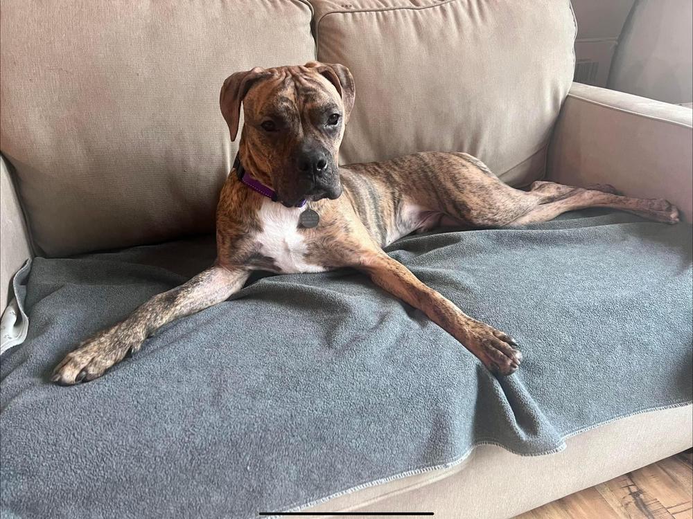 Stetson, a Adoptable mixed breed in Denver, CO image 5/6