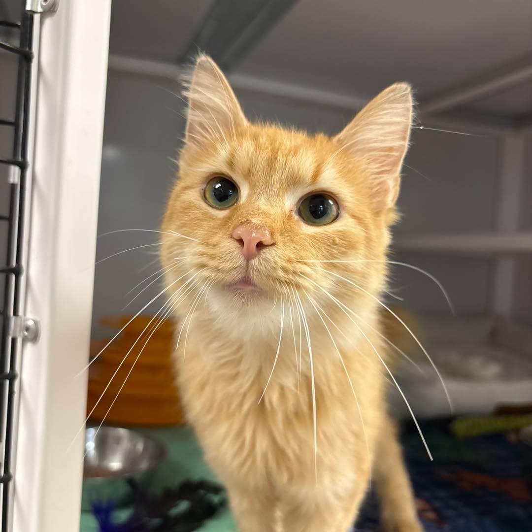 Butterscotch, Adoptable, Young Female Domestic Long Hair.