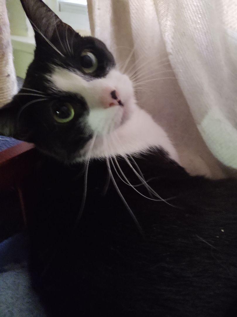 Miller, a Adoptable Domestic Short Hair in Buffalo, NY image 1/6