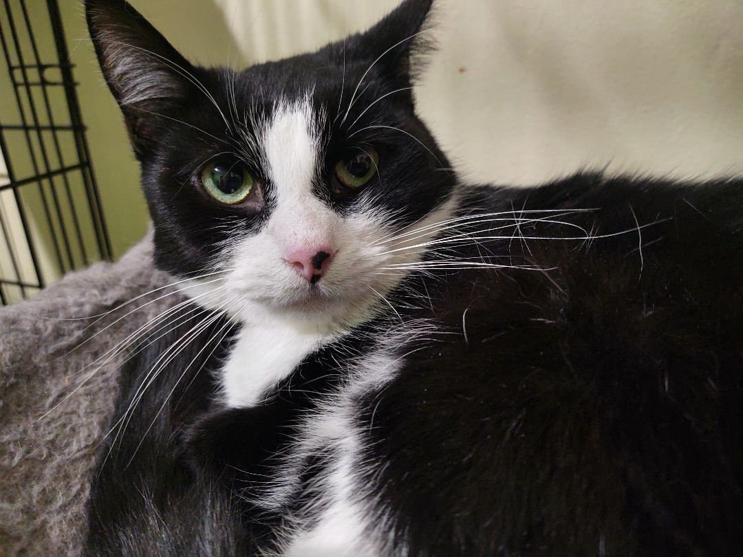 Miller, a Adoptable Domestic Short Hair in Buffalo, NY image 3/6