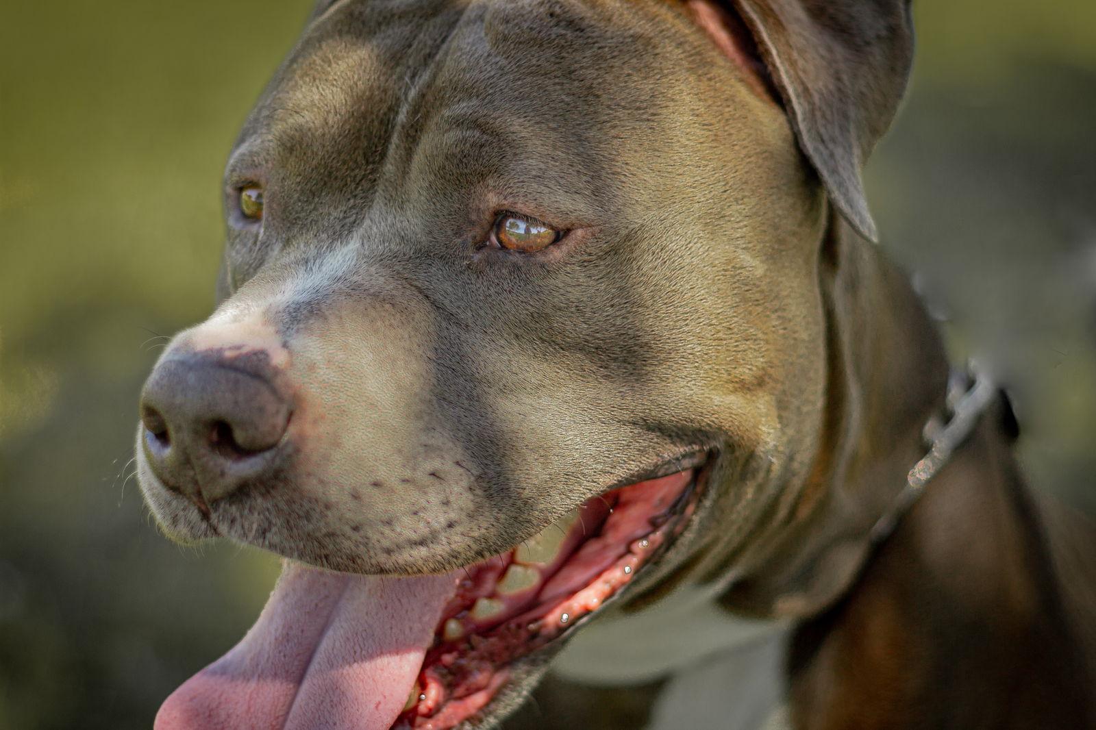 Enlarge JUNIOR #5, a Adoptable mixed breed in Chandler, AZ image 2/3