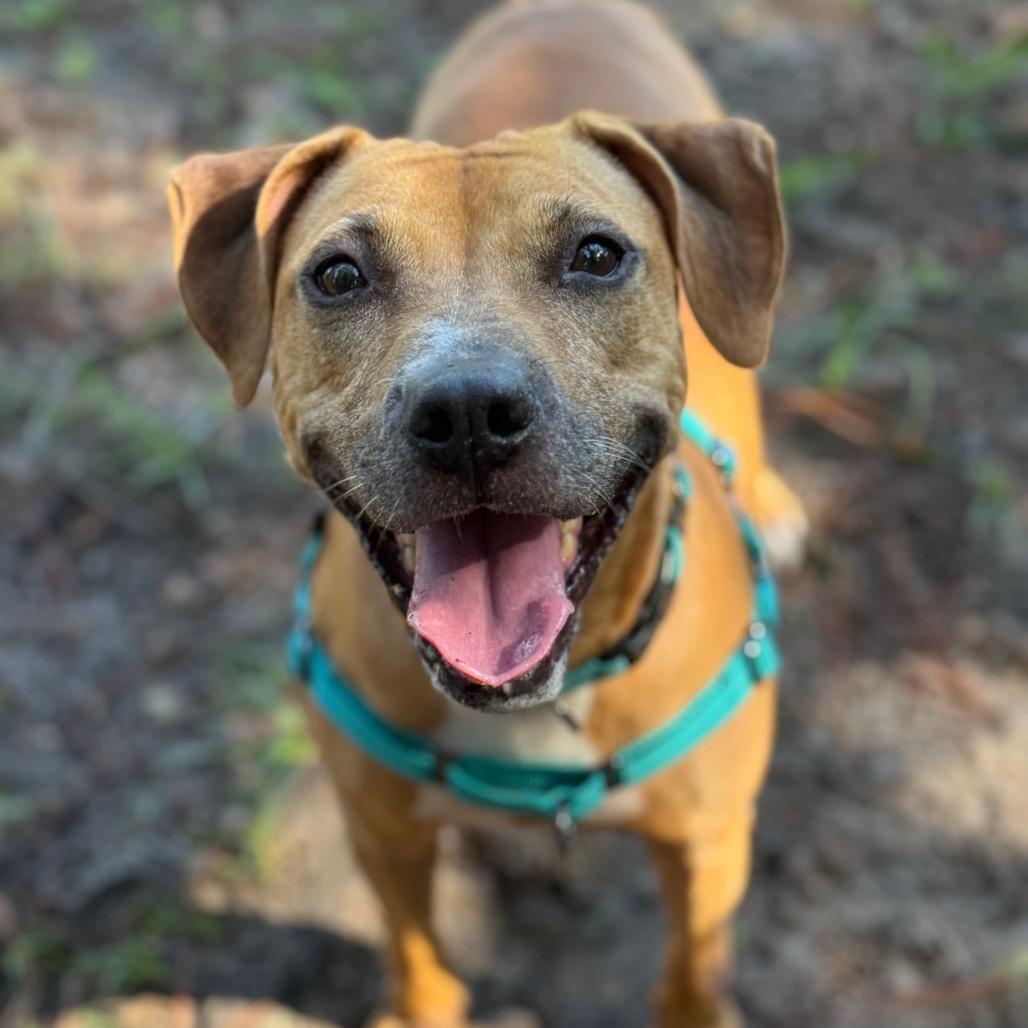Hot Pot, Adoptable, Senior Female Mixed Breed.