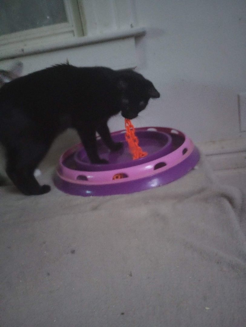 Smurfette, Adoptable, Adult Female Domestic Short Hair.