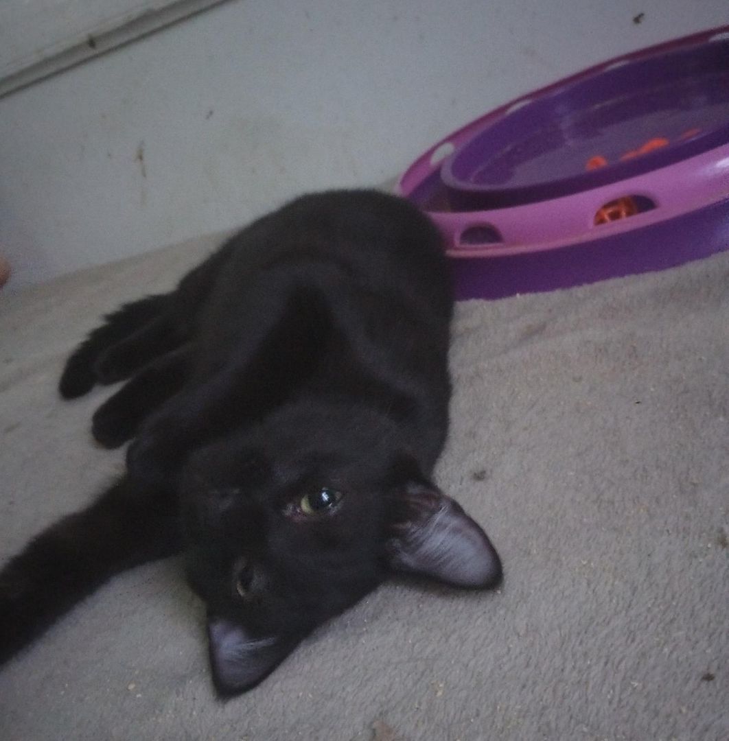 Smurfette, a Adoptable Domestic Short Hair in Woodland, CA image 2/4