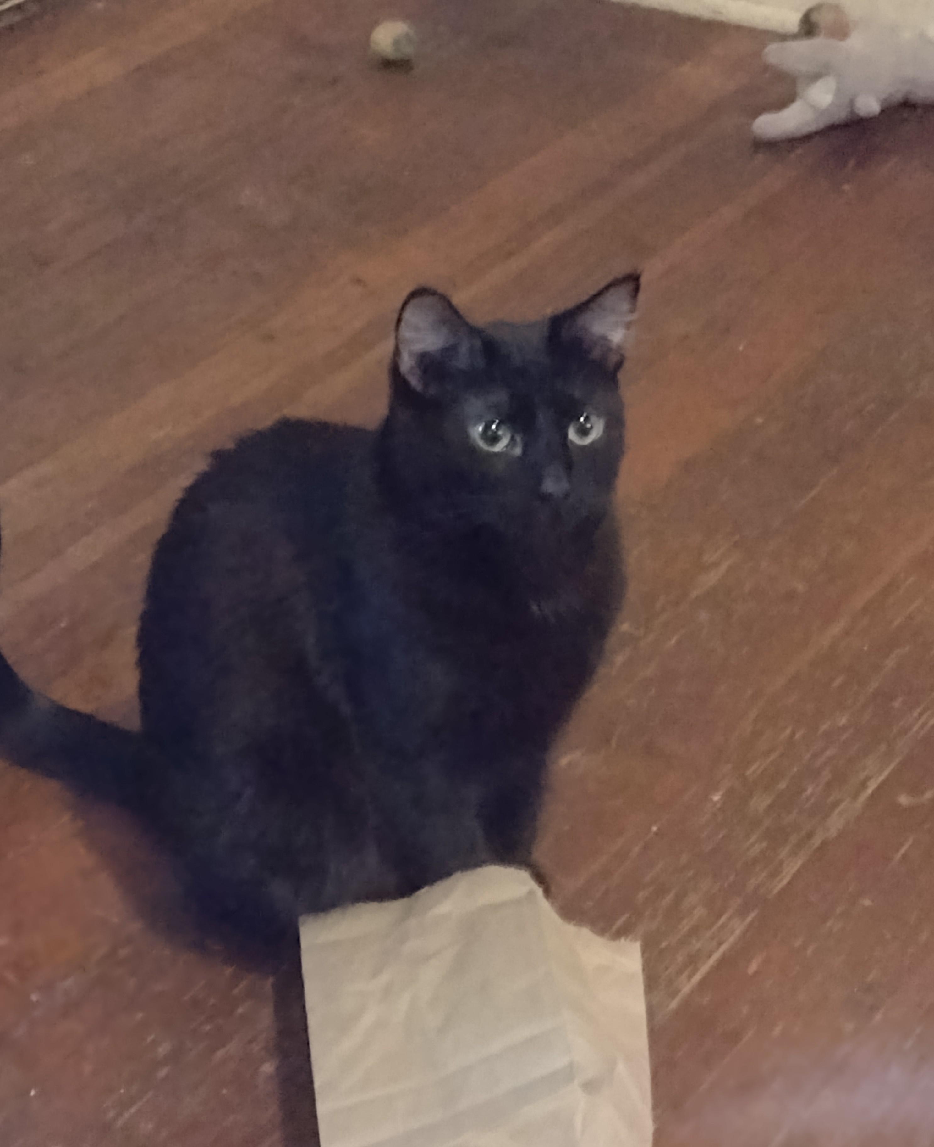 Smurfette, a Adoptable Domestic Short Hair in Woodland, CA image 3/4