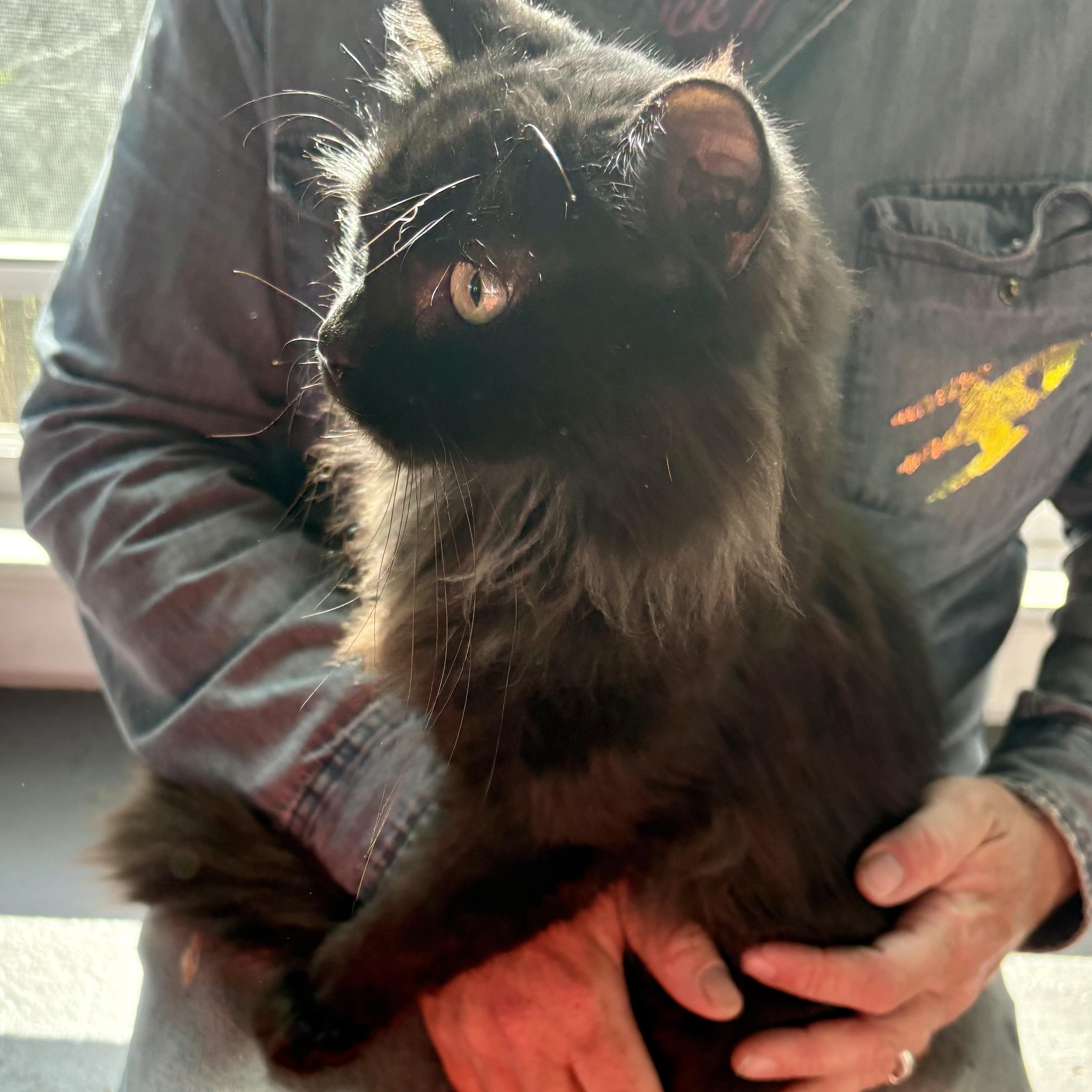 Enlarge Ollie, an adopted Domestic Long Hair in Akron, OH image 2/2