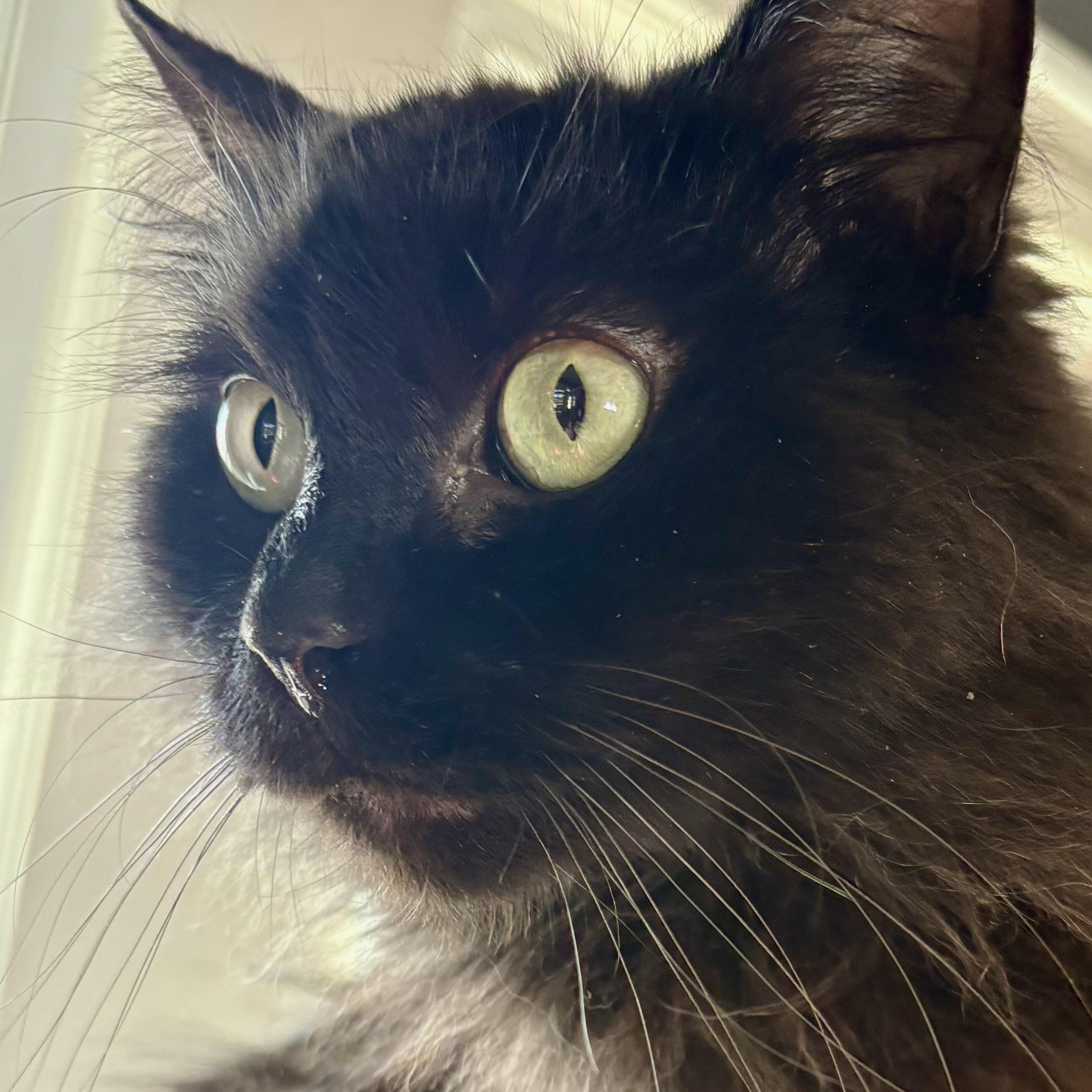 Enlarge Ollie, an adopted Domestic Long Hair in Akron, OH image 1/2