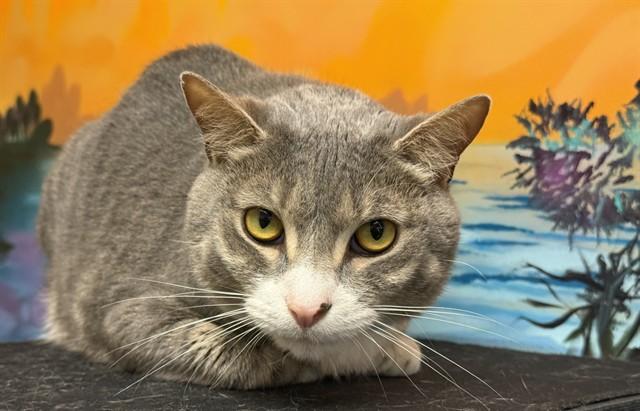 Enlarge BAM BAM, a Adoptable Domestic Short Hair in Fort Lauderdale, FL image 1/1