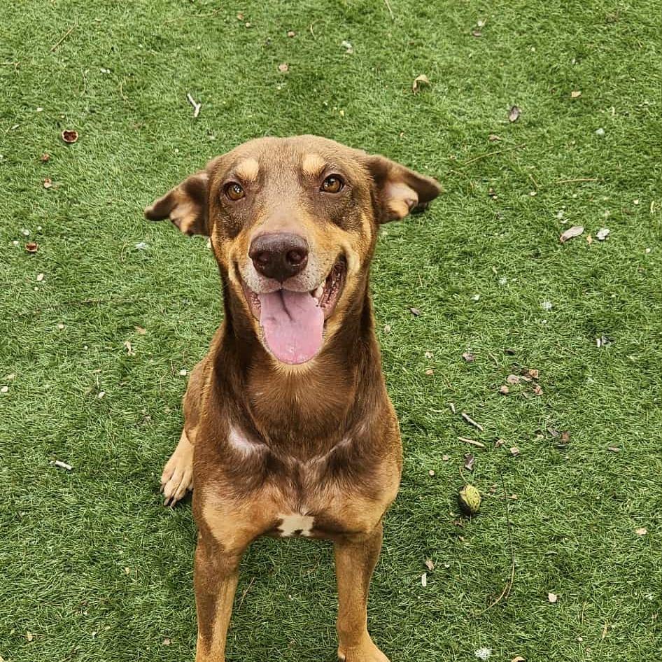 Enlarge Munich JuM, a Adoptable mixed breed in Von Ormy, TX image 4/6