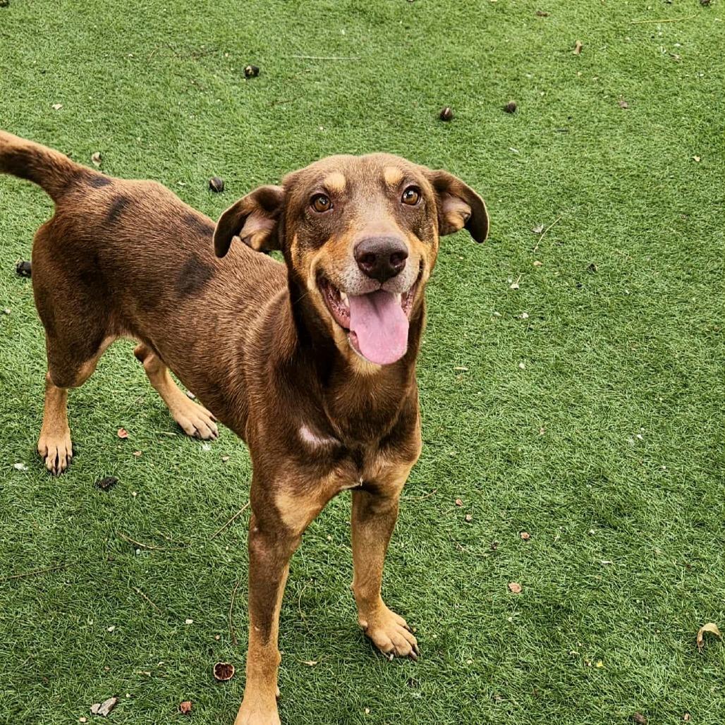 Enlarge Munich JuM, a Adoptable mixed breed in Von Ormy, TX image 6/6