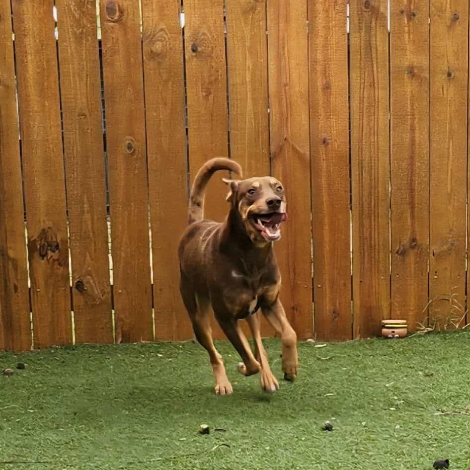 Enlarge Munich JuM, a Adoptable mixed breed in Von Ormy, TX image 3/6