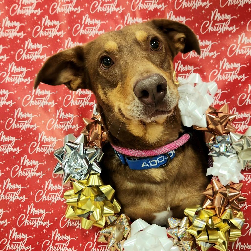 Enlarge Munich JuM, a Adoptable mixed breed in Von Ormy, TX image 2/6