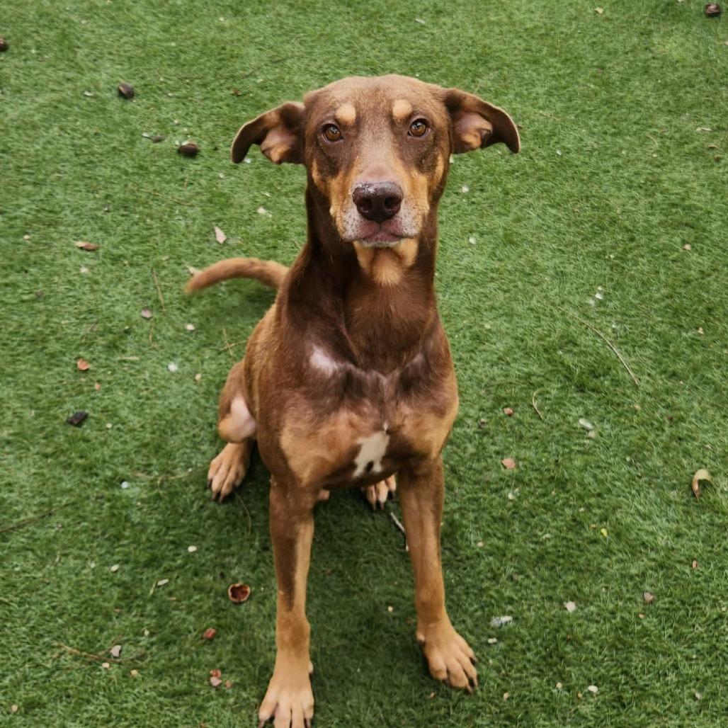 Enlarge Munich JuM, a Adoptable mixed breed in Von Ormy, TX image 5/6