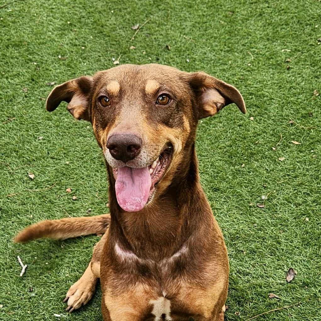 Munich JuM, Adoptable, Adult Male Doberman Pinscher & Australian Shepherd.