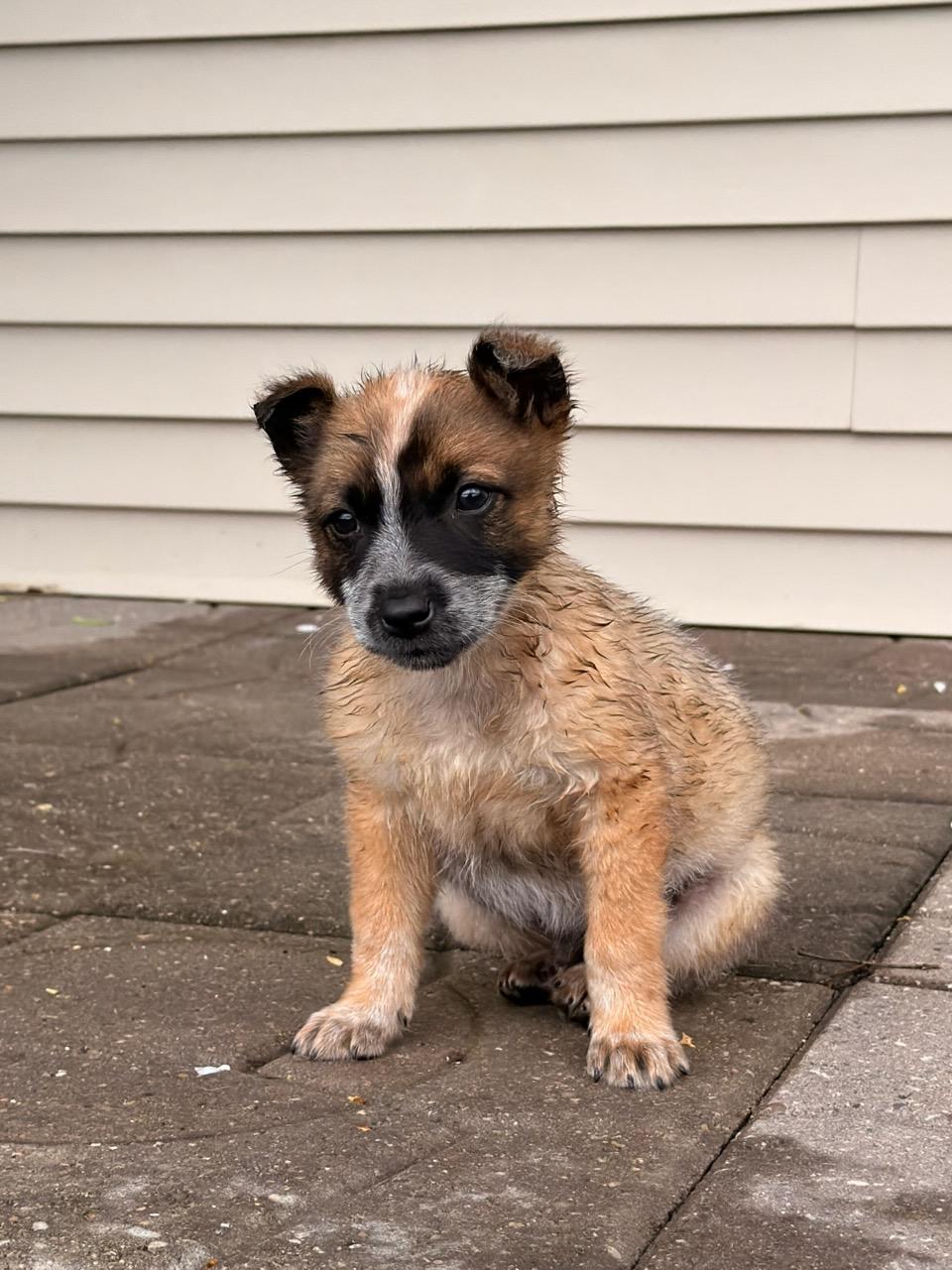Enlarge Coonie, a ADOPTABLE Australian Cattle Dog / Blue Heeler in North Freedom, WI image 1/3
