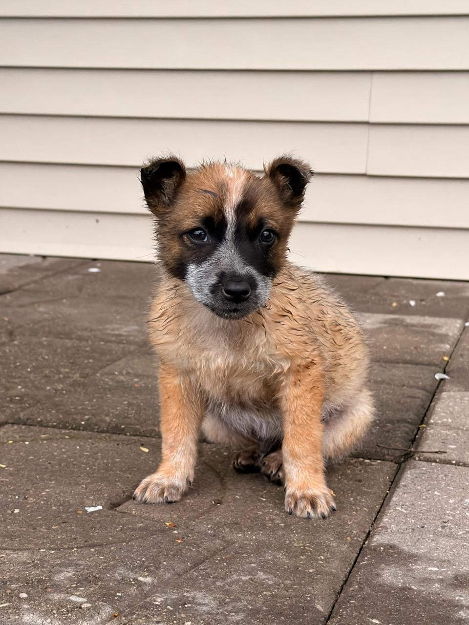 Enlarge Coonie, a ADOPTABLE Australian Cattle Dog / Blue Heeler in North Freedom, WI image 2/3