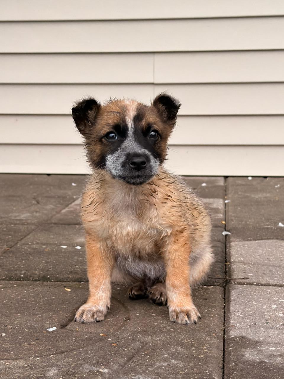 Enlarge Coonie, a ADOPTABLE Australian Cattle Dog / Blue Heeler in North Freedom, WI image 3/3