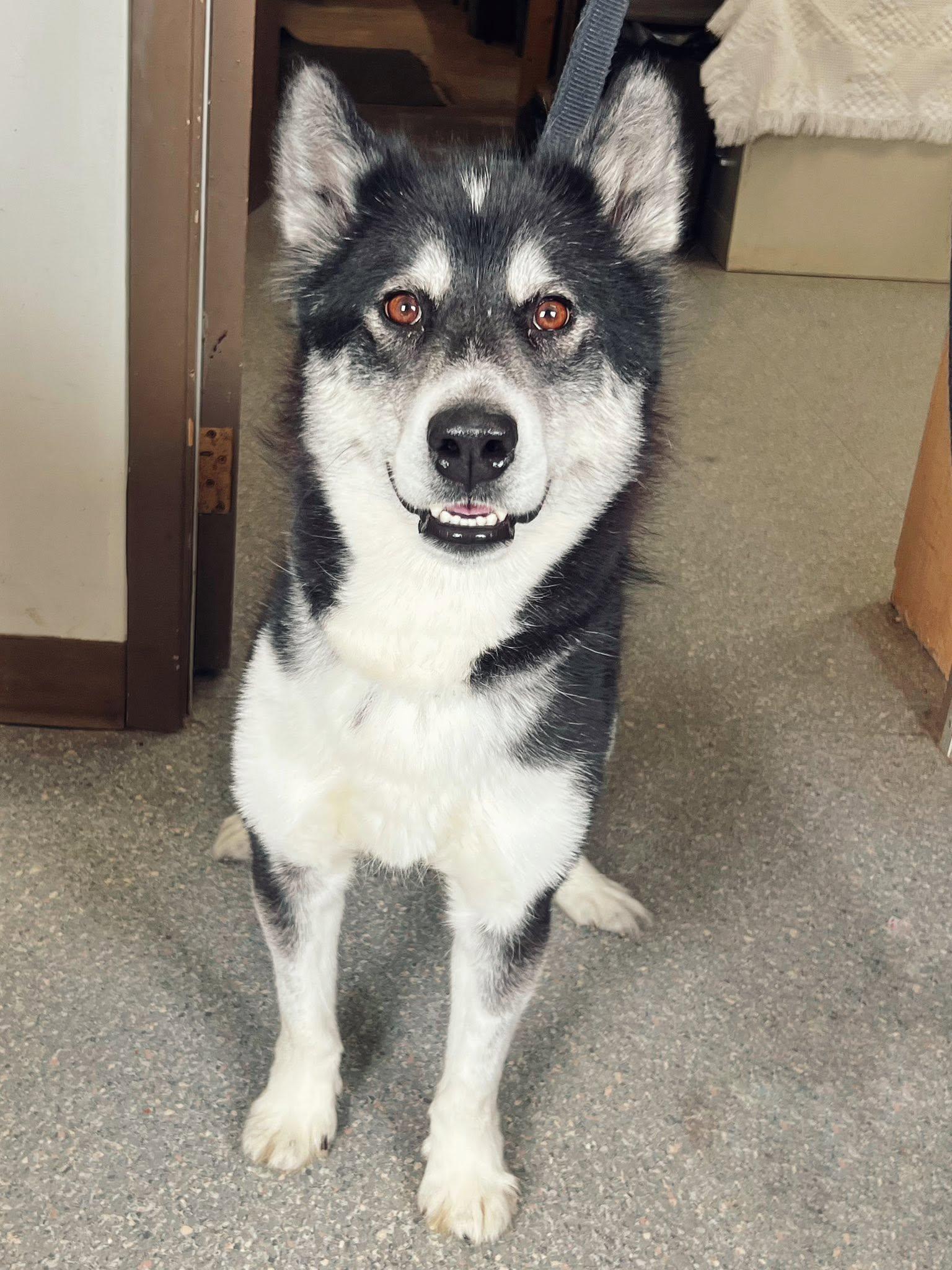 Juniper, ADOPTABLE, Adult Female Husky.