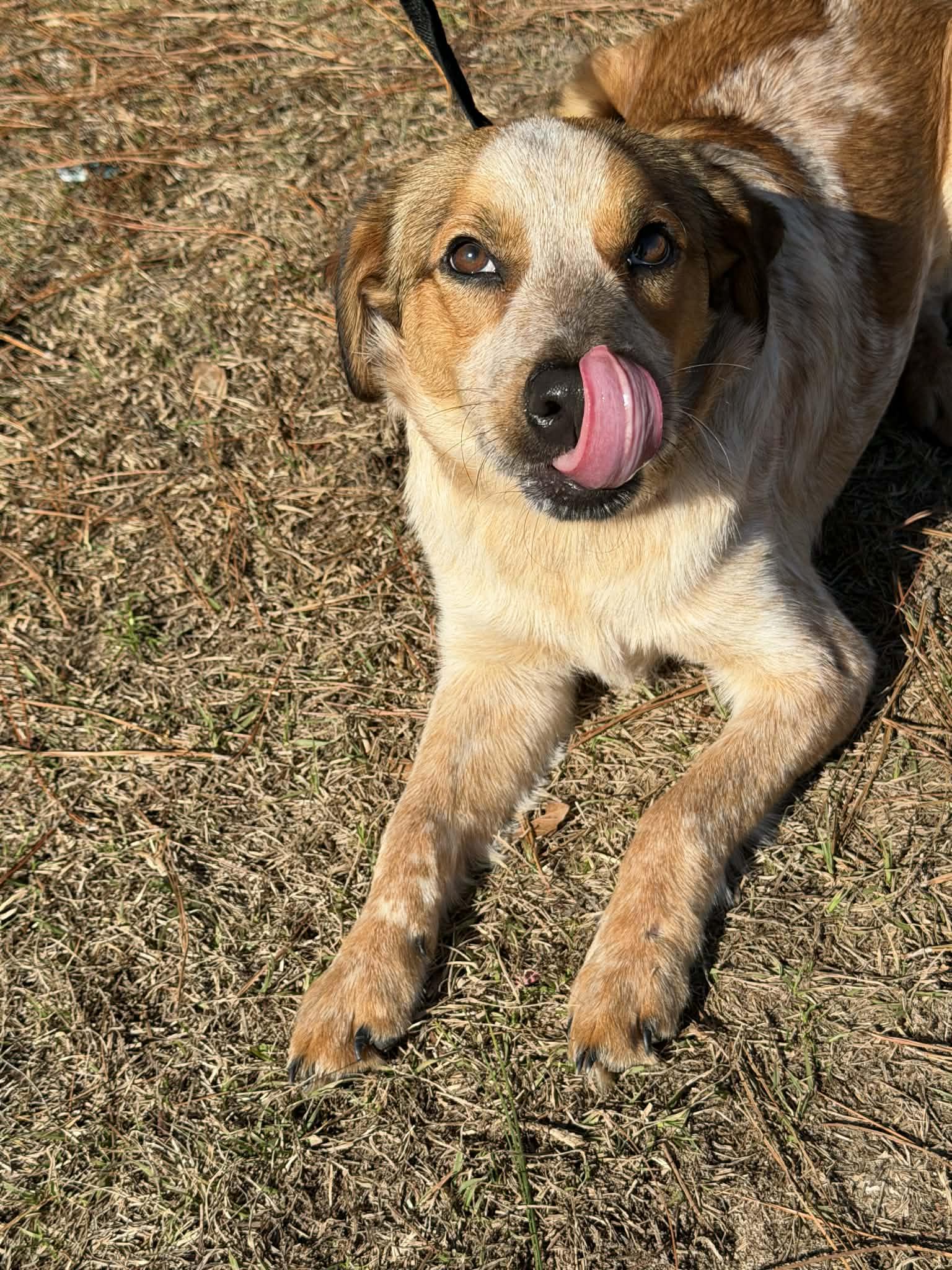 Enlarge Lucky, a Adoptable Australian Cattle Dog / Blue Heeler in Jackson, MI image 3/6
