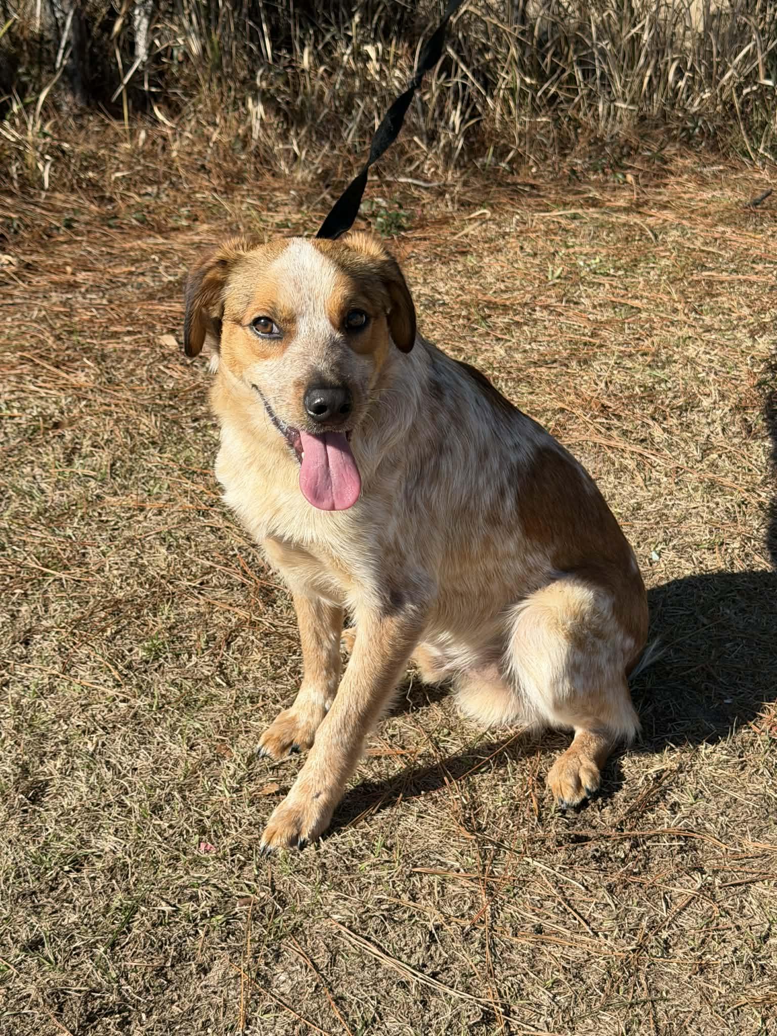 Enlarge Lucky, a Adoptable Australian Cattle Dog / Blue Heeler in Jackson, MI image 4/6