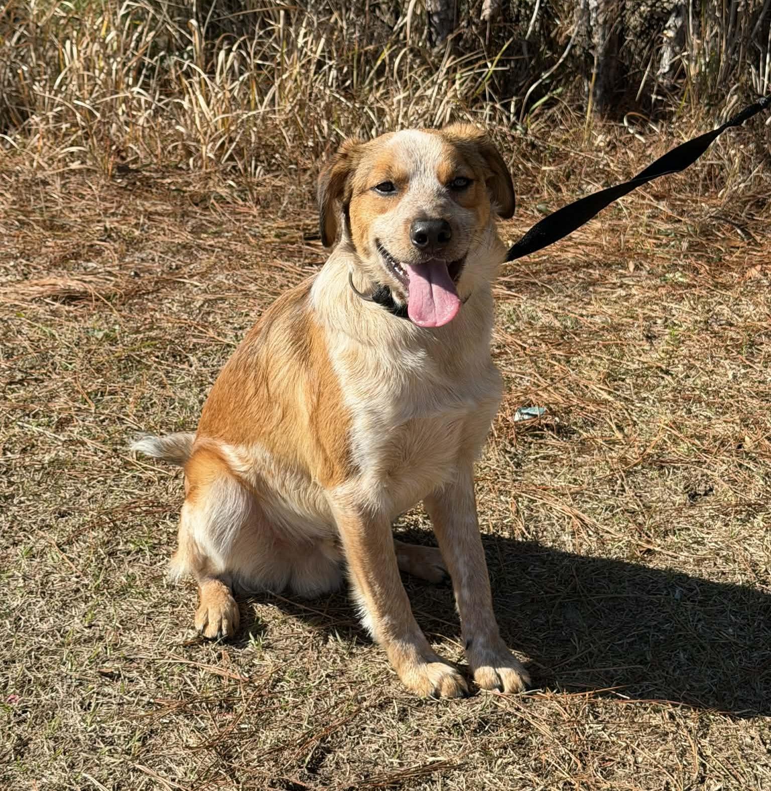 Lucky, Adoptable, Young Male Australian Cattle Dog / Blue Heeler.