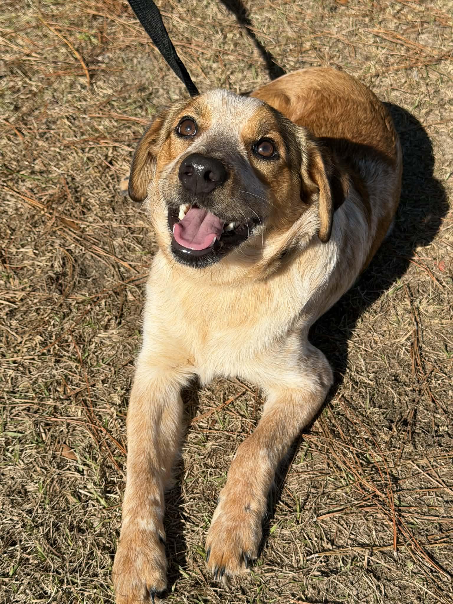 Enlarge Lucky, a Adoptable Australian Cattle Dog / Blue Heeler in Jackson, MI image 6/6