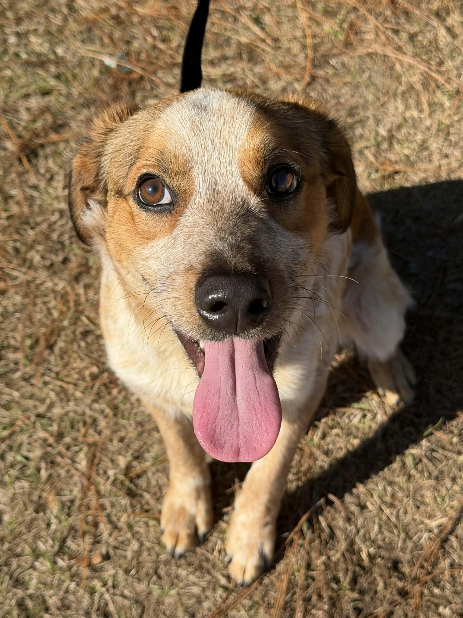 Enlarge Lucky, a Adoptable Australian Cattle Dog / Blue Heeler in Jackson, MI image 2/6