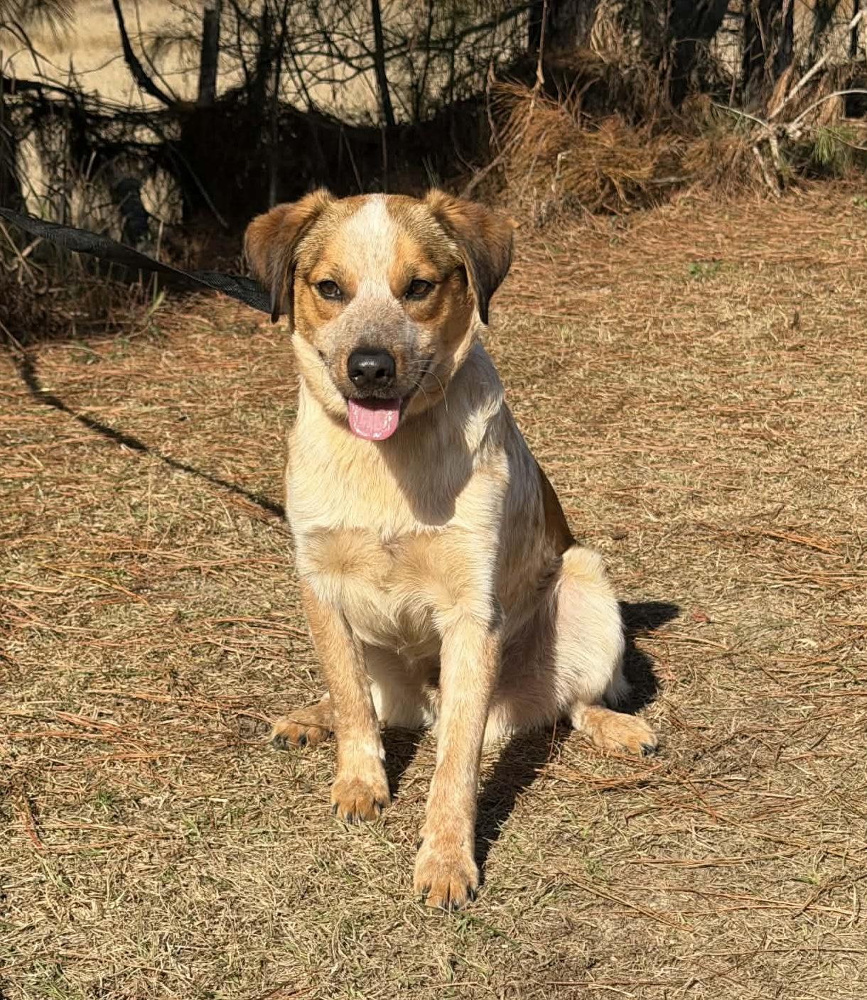 Enlarge Lucky, a Adoptable Australian Cattle Dog / Blue Heeler in Jackson, MI image 5/6