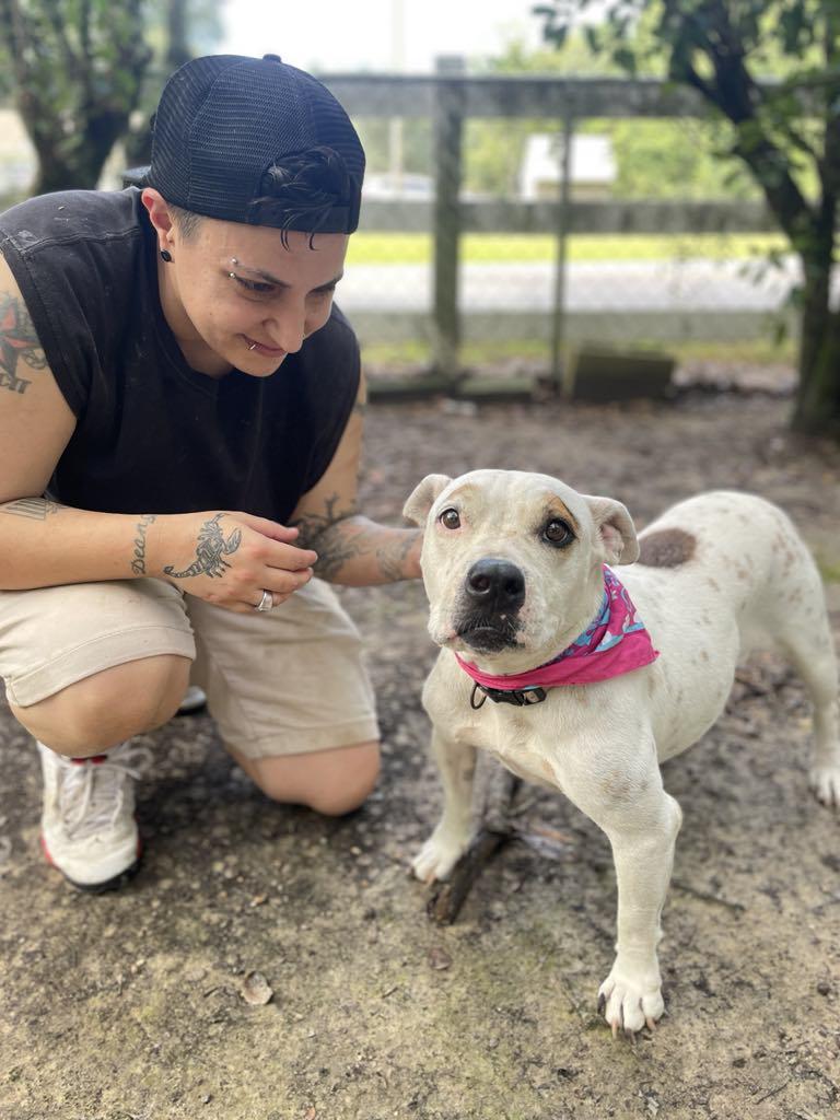 Enlarge Marlee, a Adoptable mixed breed in Putnam, CT image 2/6