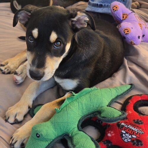 PENNY, Adoptable, Puppy Female Mixed Breed.