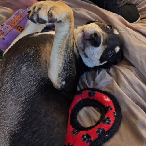Enlarge PENNY, a Adoptable mixed breed in San Juan Capistrano, CA image 2/3