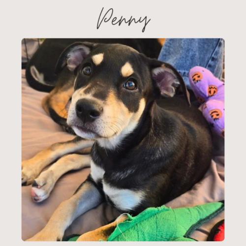 Enlarge PENNY, a Adoptable mixed breed in San Juan Capistrano, CA image 3/3