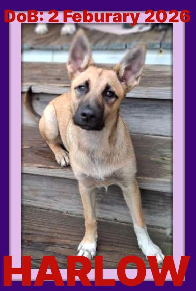HARLOW, a Adoptable mixed breed in Sebec, ME image 1/3
