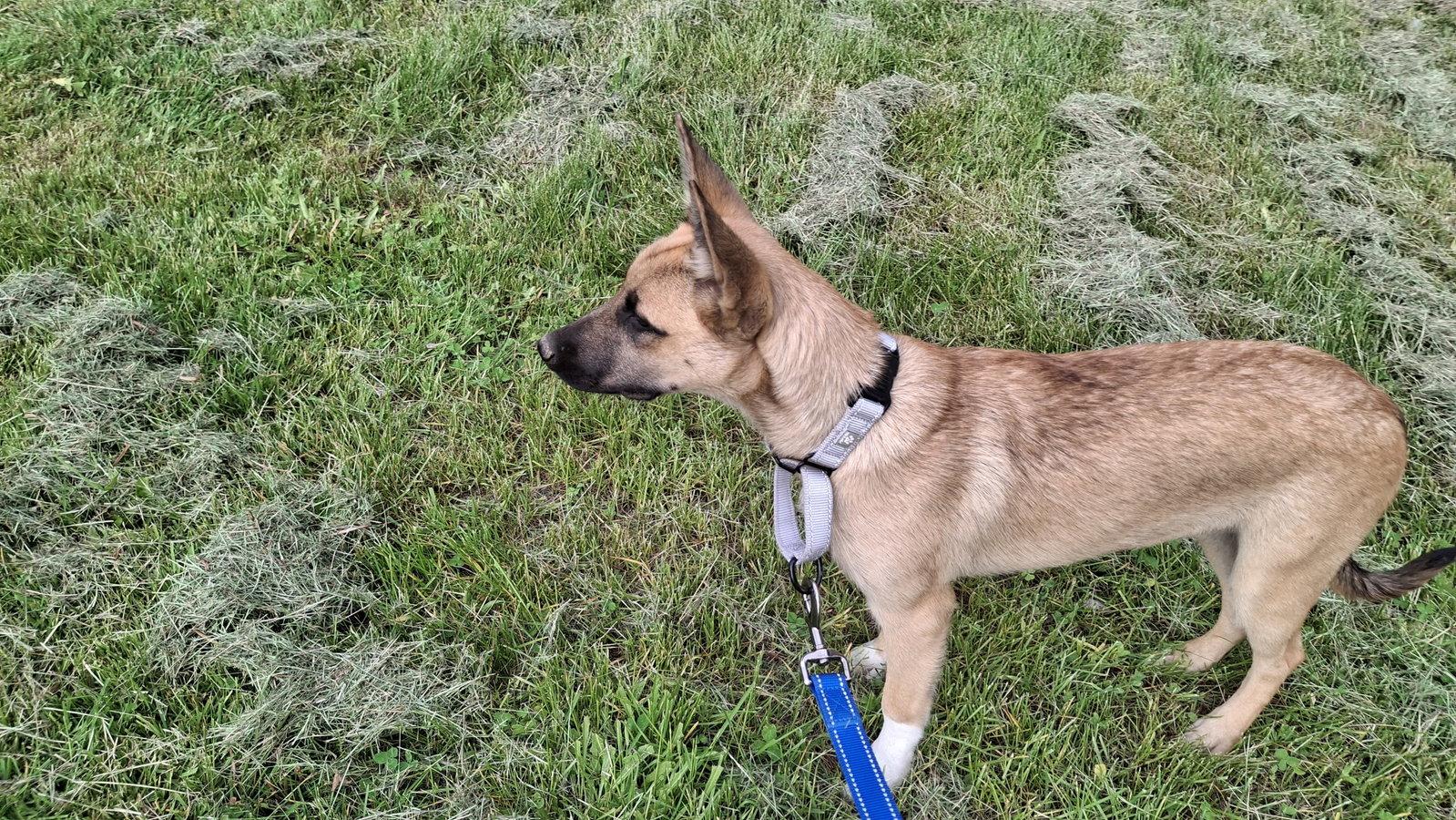HARLOW, a Adoptable mixed breed in Sebec, ME image 2/3