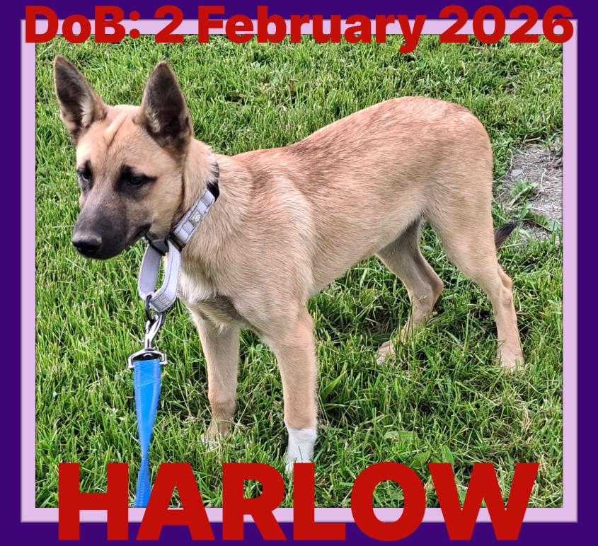 HARLOW, a Adoptable mixed breed in Sebec, ME image 3/3