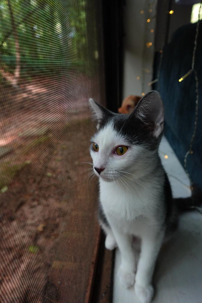 Salt, a Adoptable Turkish Van in Cary, NC image 1/6