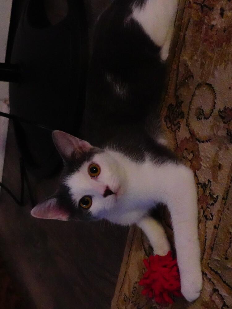 Salt, a Adoptable Turkish Van in Cary, NC image 2/6