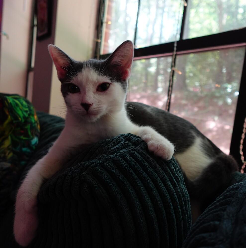 Salt, a Adoptable Turkish Van in Cary, NC image 3/6