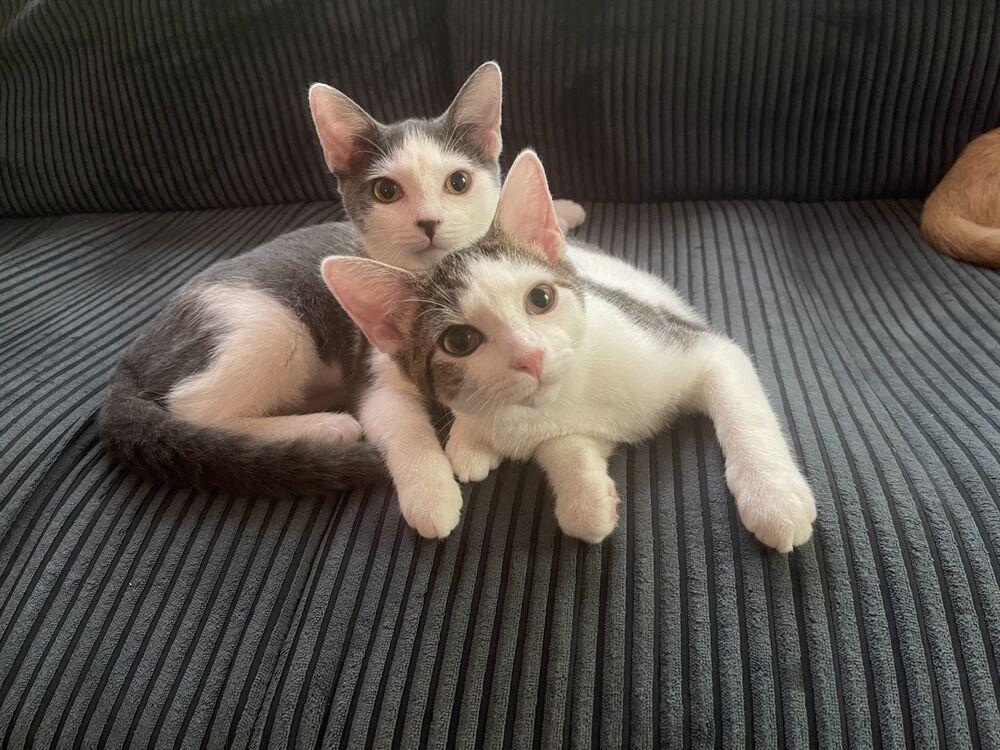 Salt, a Adoptable Turkish Van in Cary, NC image 4/6