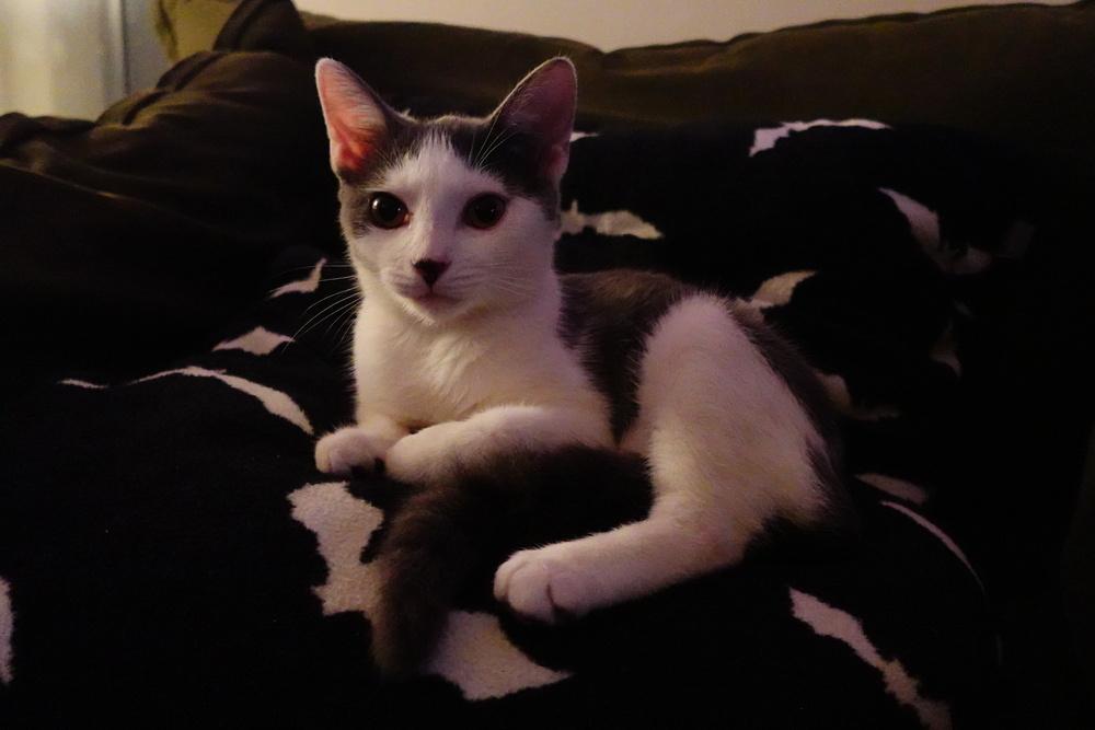 Salt, a Adoptable Turkish Van in Cary, NC image 5/6