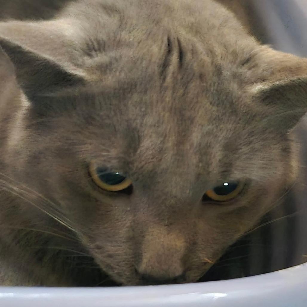 Stormy ARC2026-028, Adoptable, Adult Male American Shorthair.