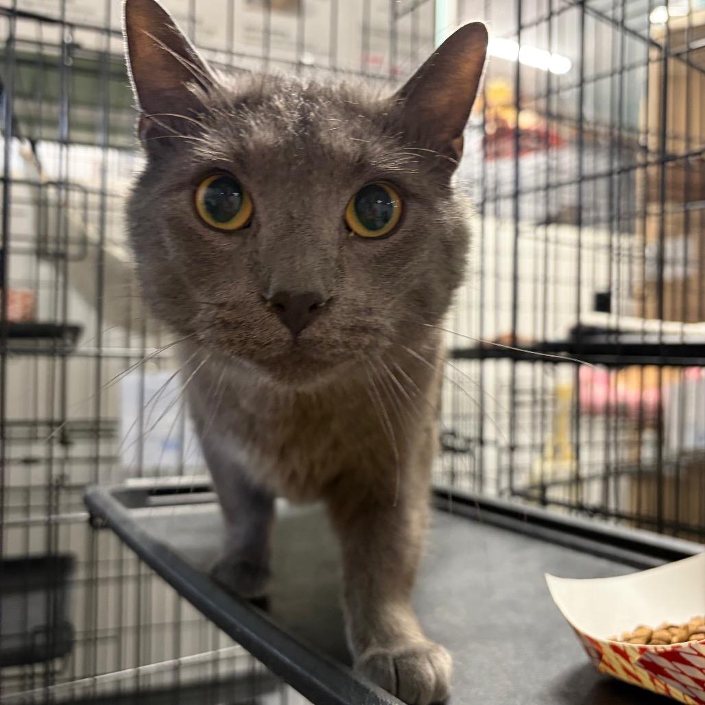 Enlarge Stormy ARC2026-028, a Adoptable American Shorthair in Akron, NY image 2/4