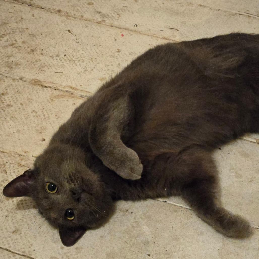 Enlarge Stormy ARC2026-028, a Adoptable American Shorthair in Akron, NY image 2/3